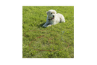 ProPlus 361857 Palo per guinzaglio per cani con cavo in acciaio da 4,5 m